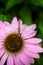 Dragonfly sitting on echinacea flower