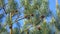 Dragonfly sitting on pine cone. Conifer forrest.