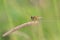 Dragonfly sitting on the spikelet on a green meadow