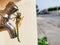 A dragonfly is sitting on a sweet drinking water tap