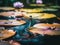 A dragonfly sitting on top of lily pads in a pond. Generative AI image.