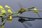 Dragonfly sitting on a yellow flower, mirroring on the ground