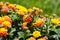 Dragonfly sitting on yellow and orange flowering lantana in summer