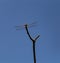 Dragonfly, skimmer,  insect, probably vagrant darter, Close up