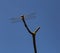 Dragonfly, skimmer,  insect, probably vagrant darter, Close up