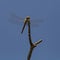 Dragonfly, skimmer,  insect, probably vagrant darter, Close up