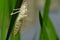 Dragonfly skin on leaf