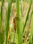 Dragonfly skin with plants water