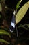 dragonfly sleeping under a leaf in the rainforest