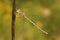 Dragonfly, Southern Emerald Damselfly Lestes barbarus