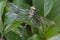 Dragonfly with spreaded wings resting on green leaves in summer garden