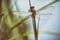 Dragonfly in spring in May on the stem of a plant above the river close-up