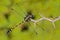 Dragonfly from Sri Lanka. Rapacious Flangetail, Ictinogomphus rapax, sitting on the green leaves. Beautiful dragon fly in the