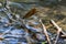 Dragonfly stand on small branch on water