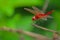 Dragonfly standing on the branch of wild plants dry branch. Insects  Wallpaper, natural