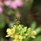 The dragonfly stay on the flower waiting the target