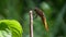 Dragonfly on stem