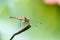 Dragonfly on the stem, a beautiful winged insect.