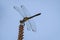 Dragonfly in Stunning Detail: Blue Dasher in Natural Habitat