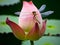Dragonfly on a Summer\'s Serene Lotus Bud