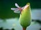 Dragonfly on a Summer\'s Serene Lotus Bud