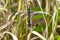 Dragonfly Swamp darner Epiaschna heros during mating
