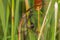 Dragonfly Swamp darner Epiaschna heros during mating