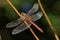 Dragonfly Sympetrum flaveolum - close up