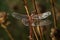 Dragonfly Sympetrum flaveolum - close up