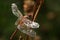 Dragonfly Sympetrum flaveolum - close up