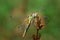 Dragonfly Sympetrum flaveolum, female - close up