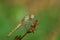 Dragonfly Sympetrum flaveolum, female - close up