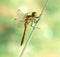 Dragonfly Sympetrum vulgatum (male)