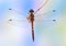 Dragonfly Sympetrum vulgatum (male)