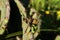 Dragonfly, Twelve-spotted skimmer, Libellula pulchella on Prickly Pear Cactus in Texas