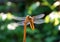 Dragonfly on twig