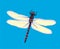 Dragonfly, various images, vector, black silhouette