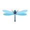 Dragonfly vector illustration.
