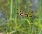 Dragonfly with a very beautiful wings