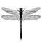 Dragonfly view from above, black and white monochrome illustration, isolated on white background, vector insect, coloring book, ba