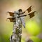 Dragonfly in Washburn Park, Marion, Massachusetts