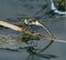 Dragonfly on the water 2