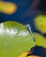 Dragonfly on water-lily\'s leaf
