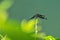 Dragonfly on wet branch in rainforest