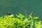 Dragonfly on wet branch in rainforest