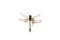 Dragonfly, white background