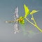 Dragonfly with yellow and brown body and transparent wings resting on green leaves in summer