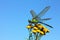 Dragonfly on yellow flower