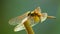 Dragonfly Yellow Winged Darter Insect Footage Macro