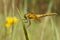 Dragonfly, Yellow-winged darter Sympetrum flaveolum